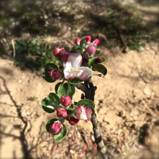  apple blossom to open in my backyard, for the first day of spring