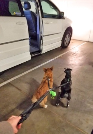 Elf and Opus meeting the Dodge wheelchair van for the first time, in our condo garage.